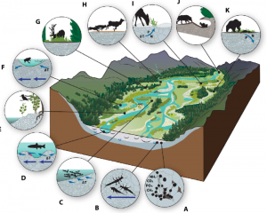 The gravel bed river floodplain as the ecological nexus of regional biodiversity